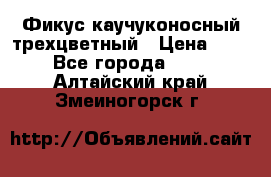 Фикус каучуконосный трехцветный › Цена ­ 500 - Все города  »    . Алтайский край,Змеиногорск г.